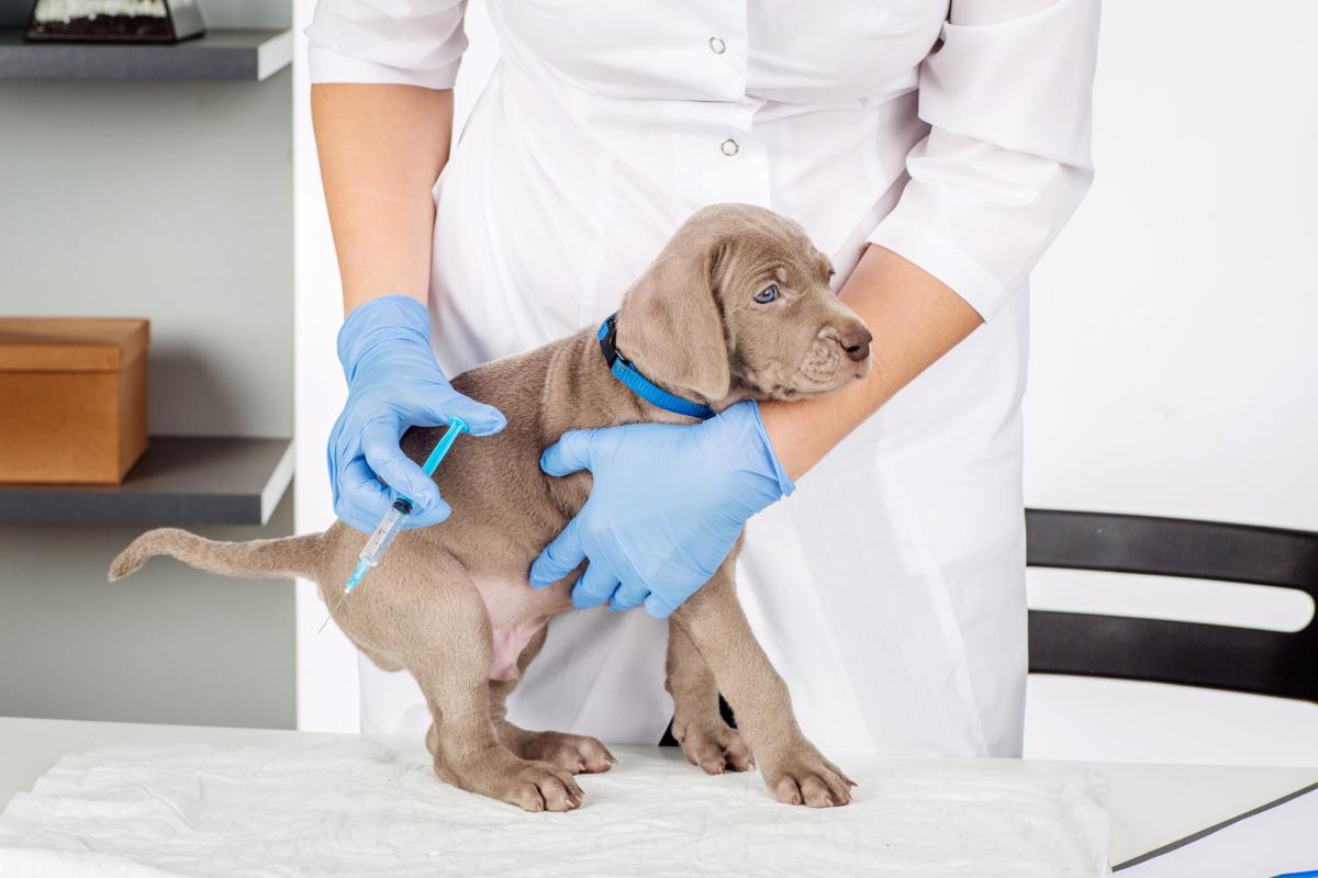 Canine Influenza Vaccine