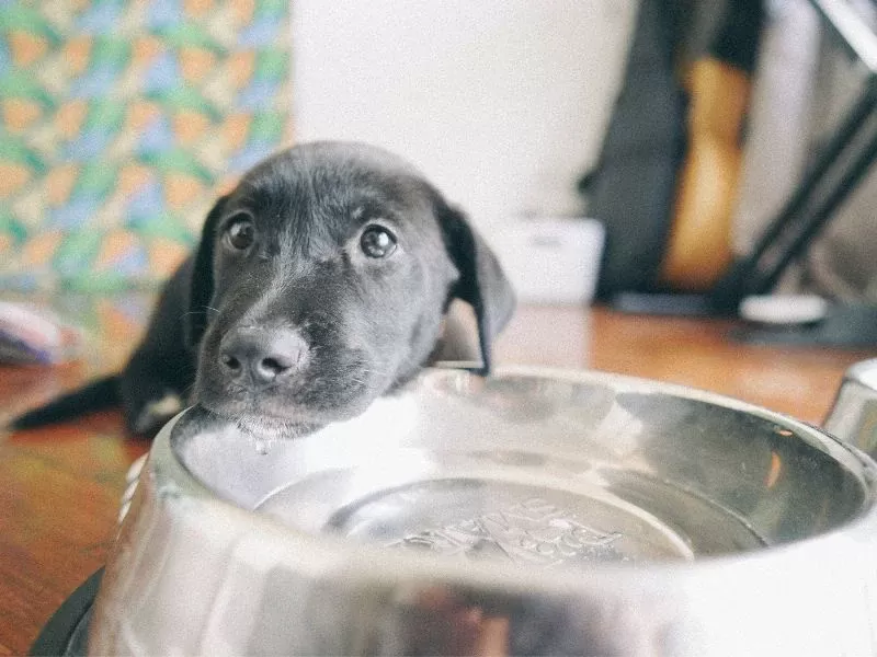 Yavru Köpekler Ne Zaman Su İçebilir