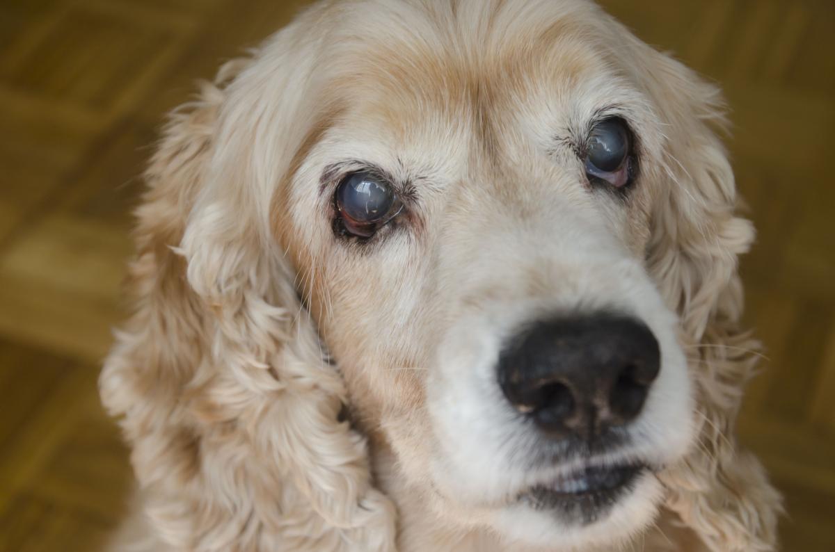 dogs eye turned white overnight​