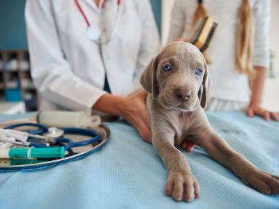 atrofia muscular en perros