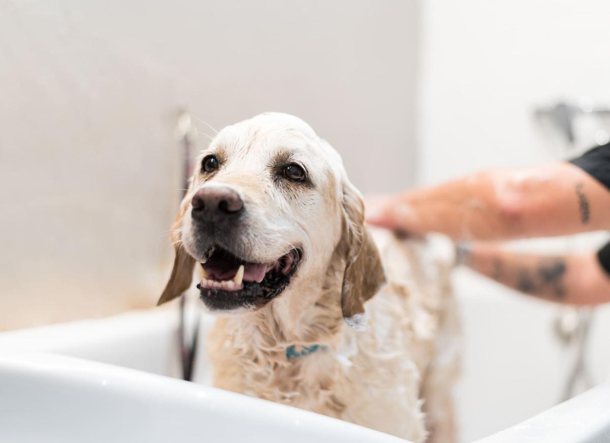 o detergente Dawn é seguro para cães