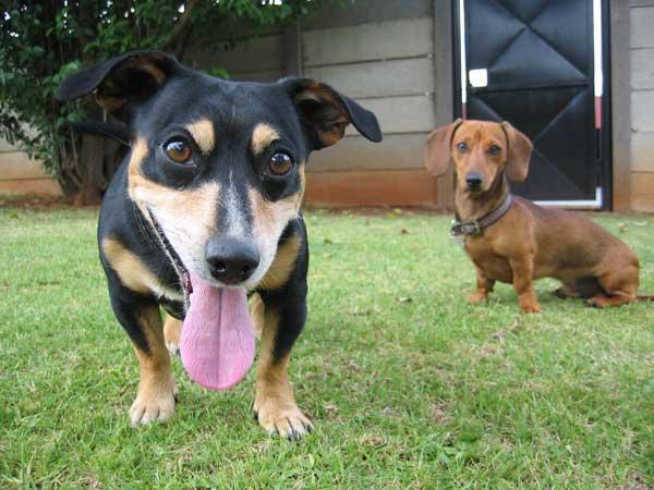 2 köpeğin iyi geçinmesi nasıl sağlanır