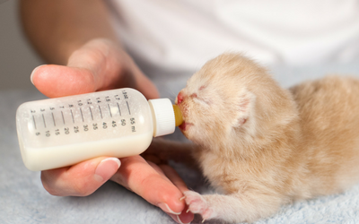 alimentação de mamadeira gatinho