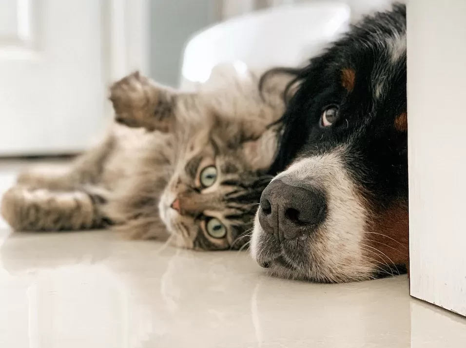 son los gatos más inteligentes que los perros