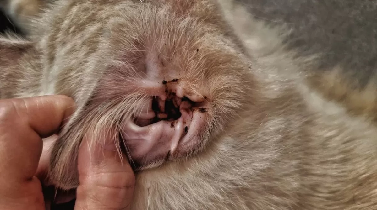 Limpiador de oídos cuántico para la infección por picazón de perro/gato