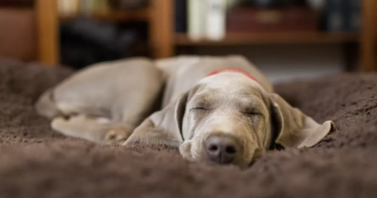 Pueden los perros tener melatonina