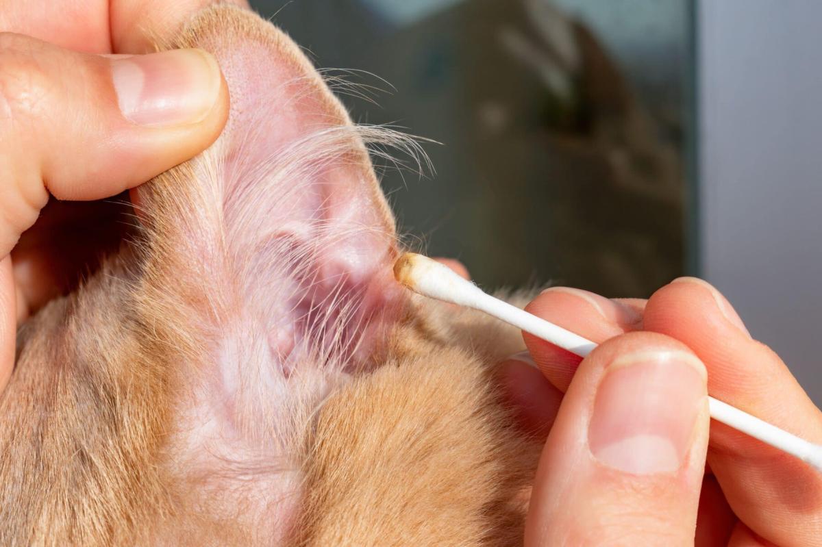 Limpiador de oídos cuántico para cerumen de perro/gato