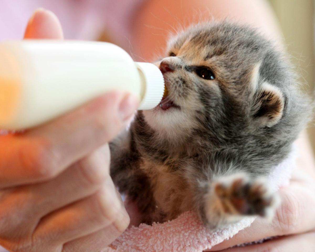 alimentação de mamadeira gatinho