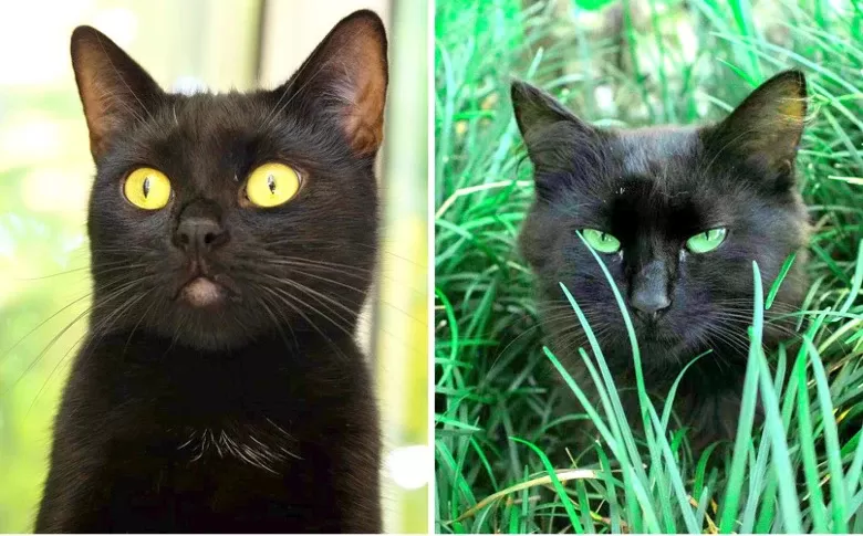 Gato de Bombay vs gato negro