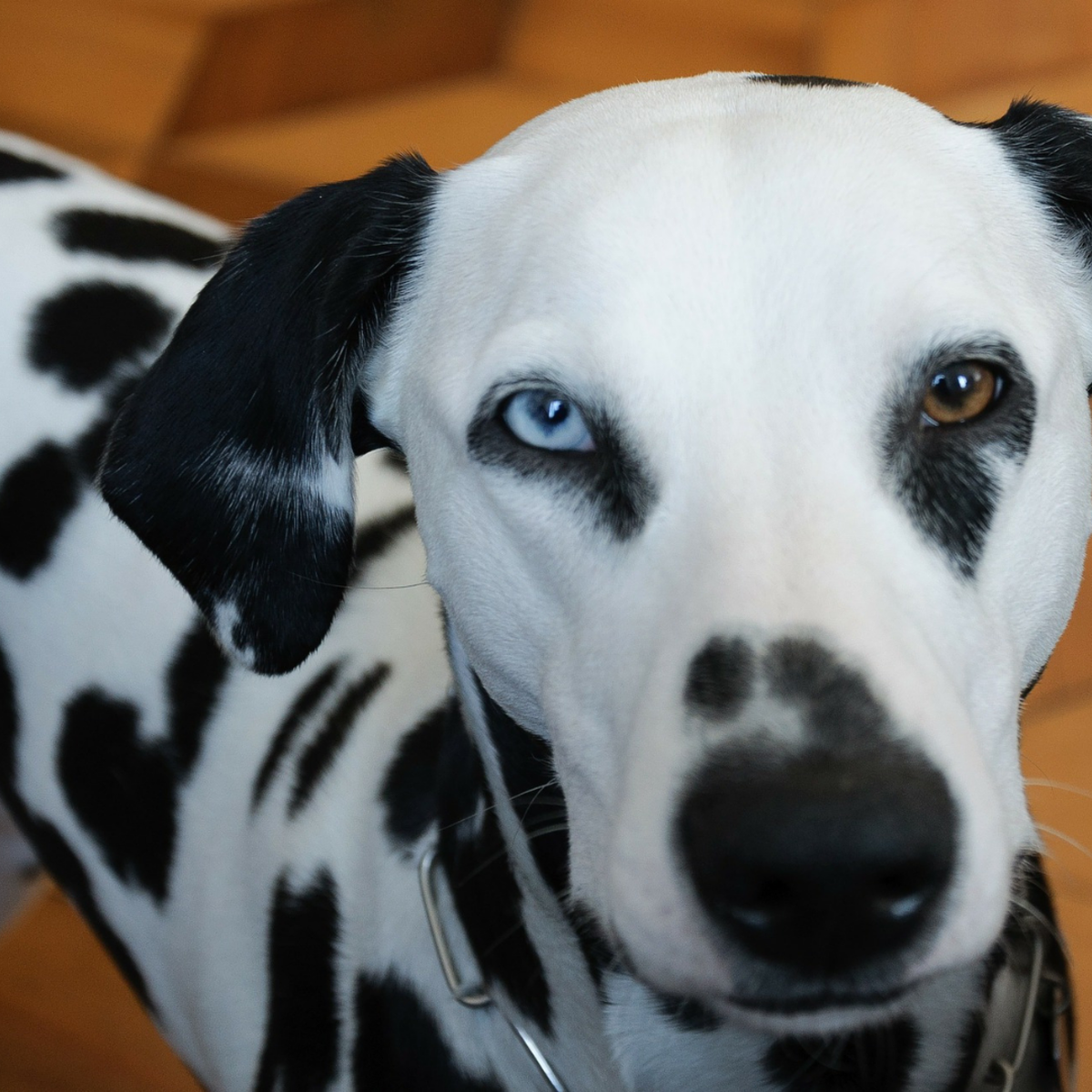 heterochromia in dogs