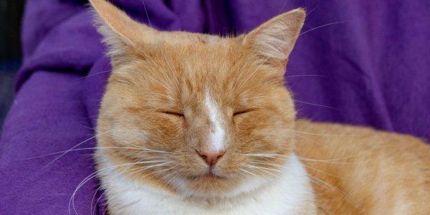 Feline Facial Swelling: Causes, Treatment, and Prevention
