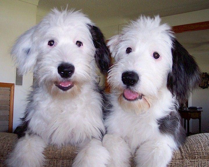 Cachorro de perro pastor inglés