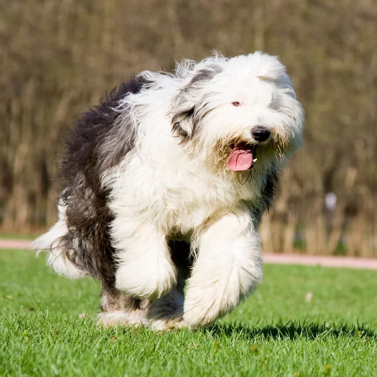 Cachorro de perro pastor inglés