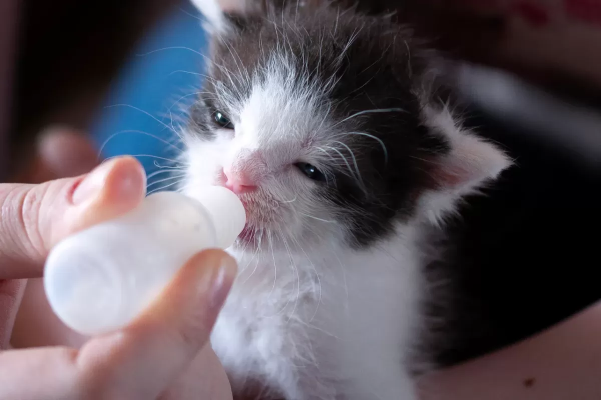Kitten Bottle Feeding 2025: A Complete Guide for New Caregivers