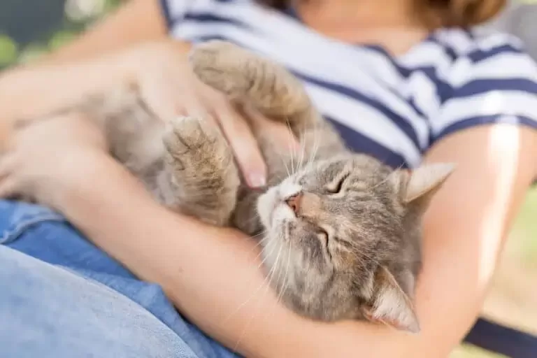 el gatito siempre quiere que lo sostengan