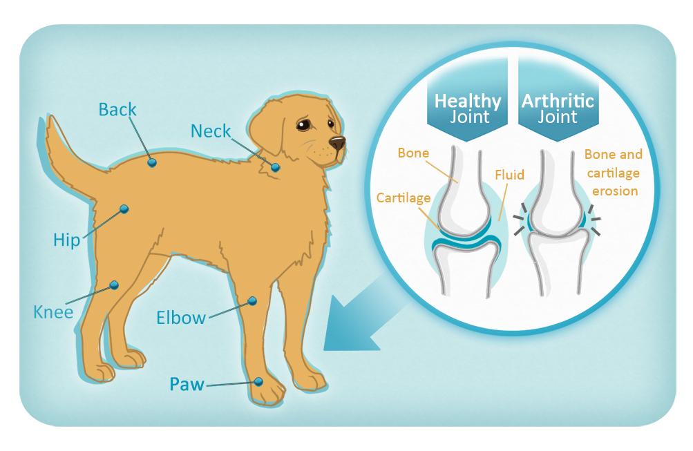 Arthritis in Dogs