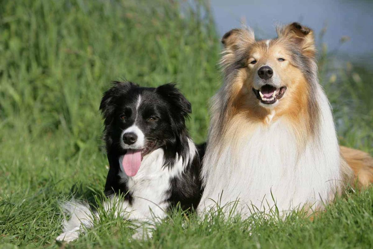 prós e contras de cães machos ou fêmeas