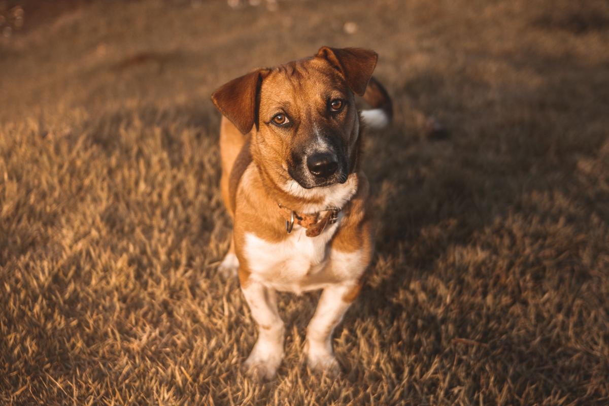 Mi perro no ha hecho caca en 2 días: