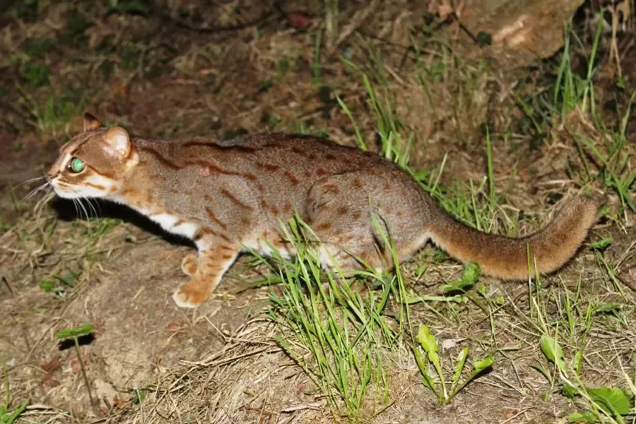 smallest cat in the world​