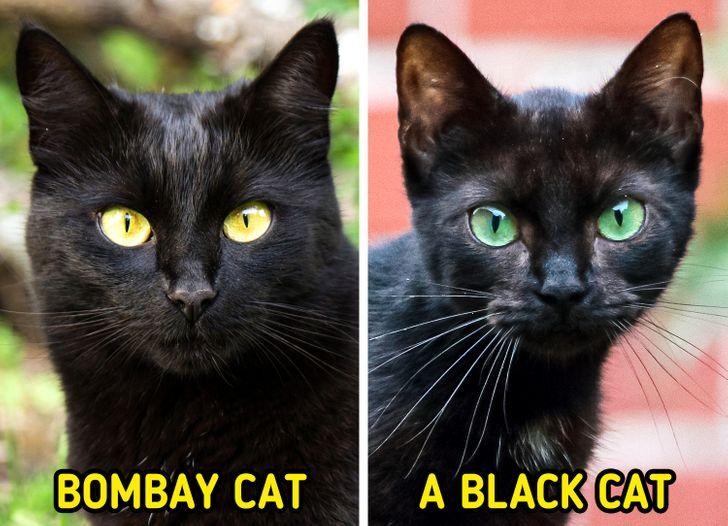 Gato de Bombay vs Gato Negro