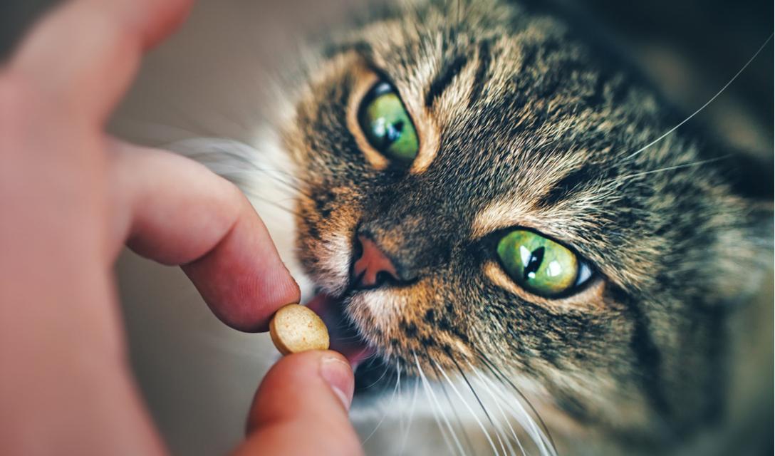 Can You Give Cats Melatonin