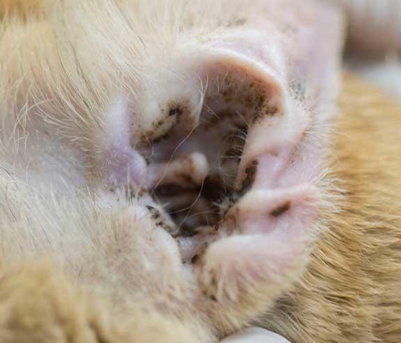 hinchazón en la oreja de gato