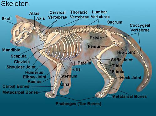 os gatos têm ossos em suas caudas