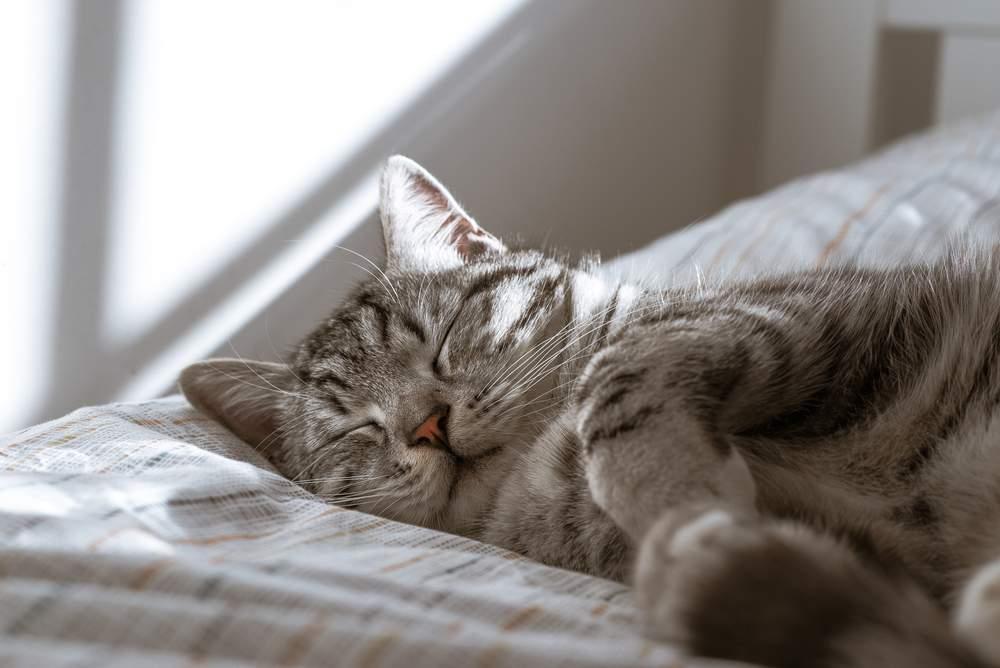 you can give melatonin to cats