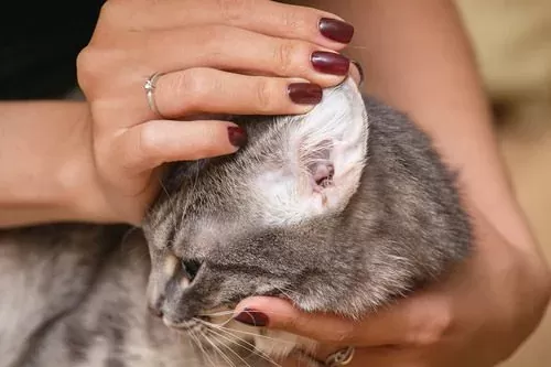 hinchazón en la oreja de gato