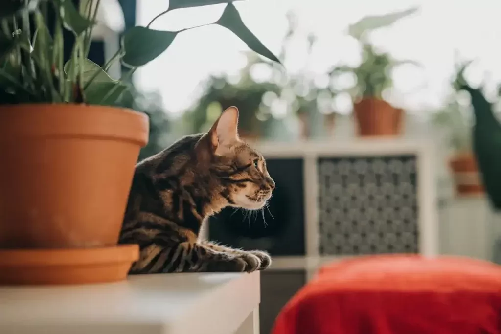 son las peonías venenosas para los gatos