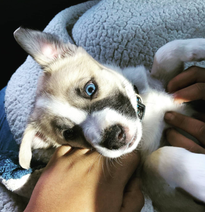 Cachorros de Pitbull Husky Mixto