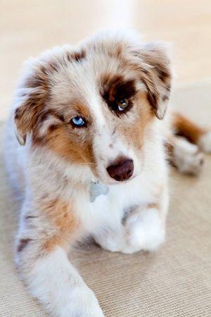 heterochromia in dogs