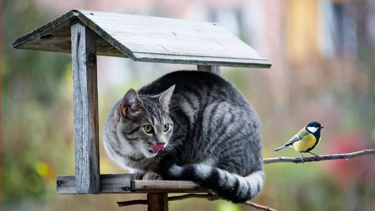 Bird Flu Symptoms in Cats