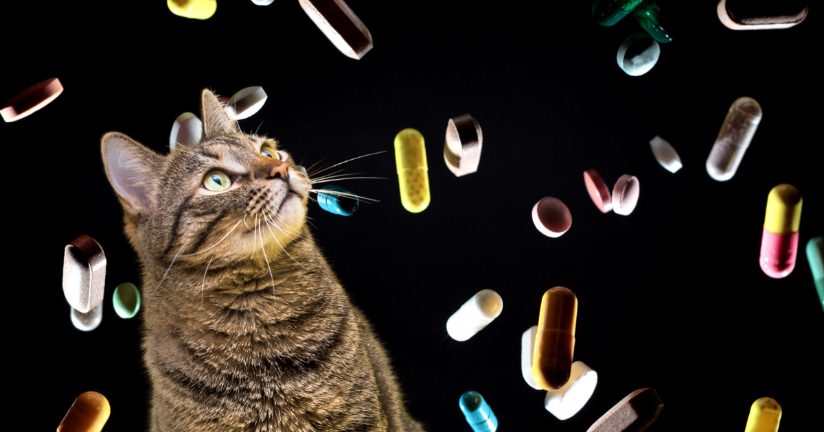 you can give melatonin to cats