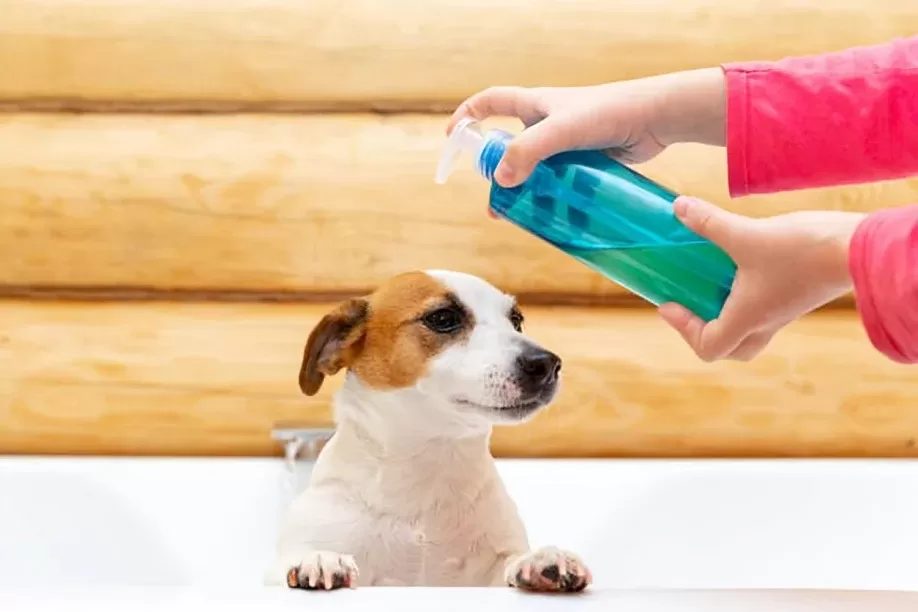 ¿El jabón para platos Dawn es seguro para los perros? Todo lo que necesitas saber