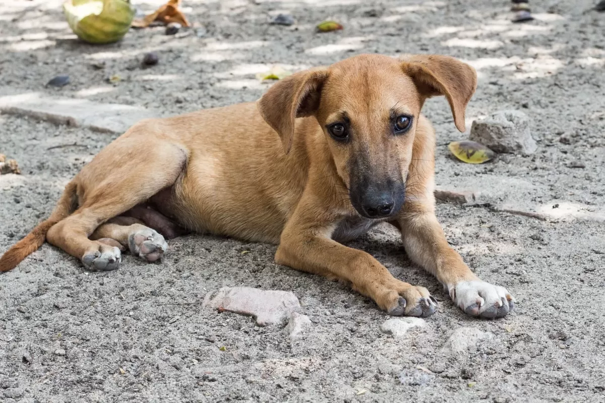 desnutrición en perros