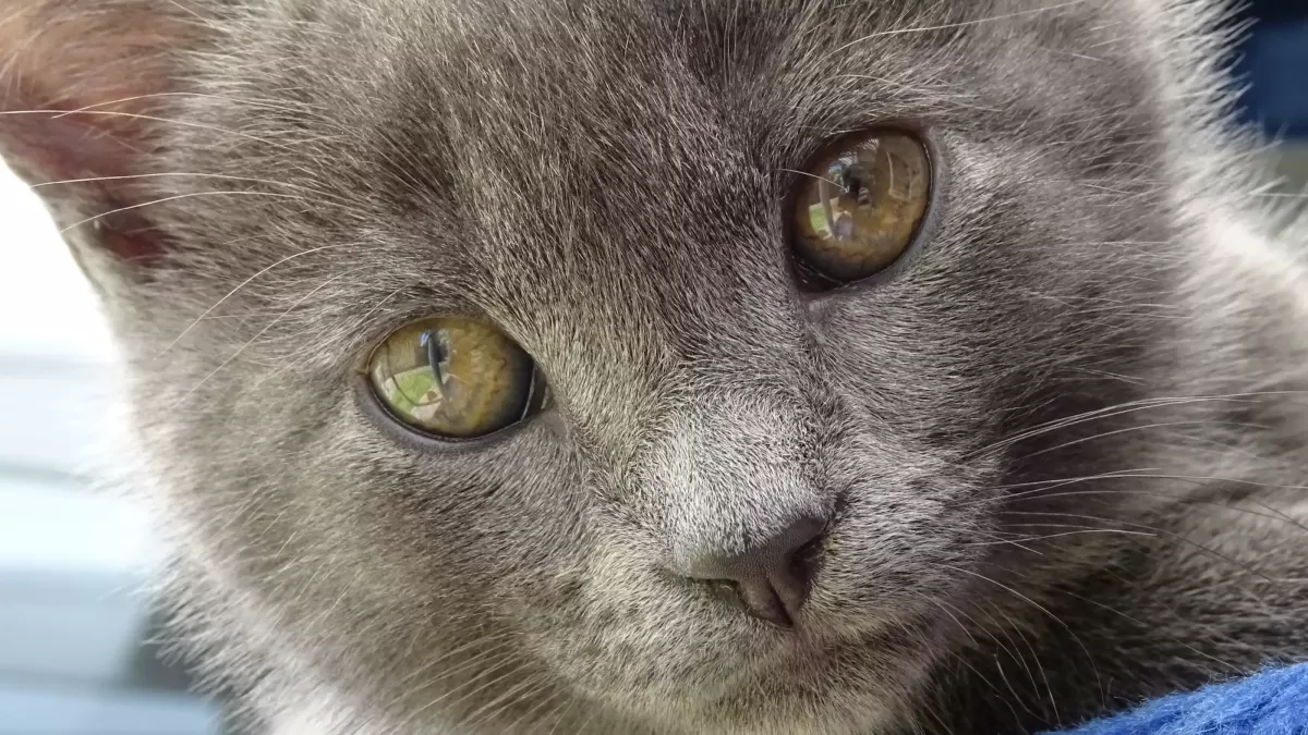FeLV in Cats: Understanding Feline Leukemia Virus