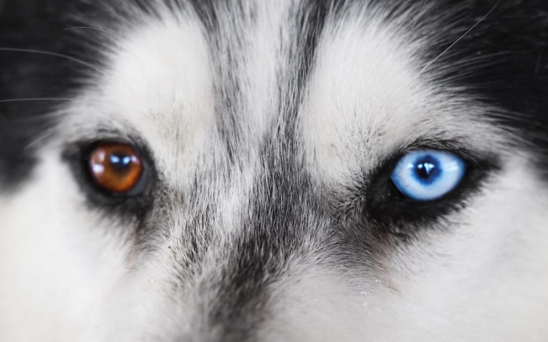 heterochromia in dogs