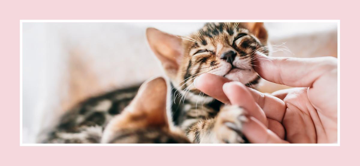 gatinho sempre quer que 2 sejam segurados