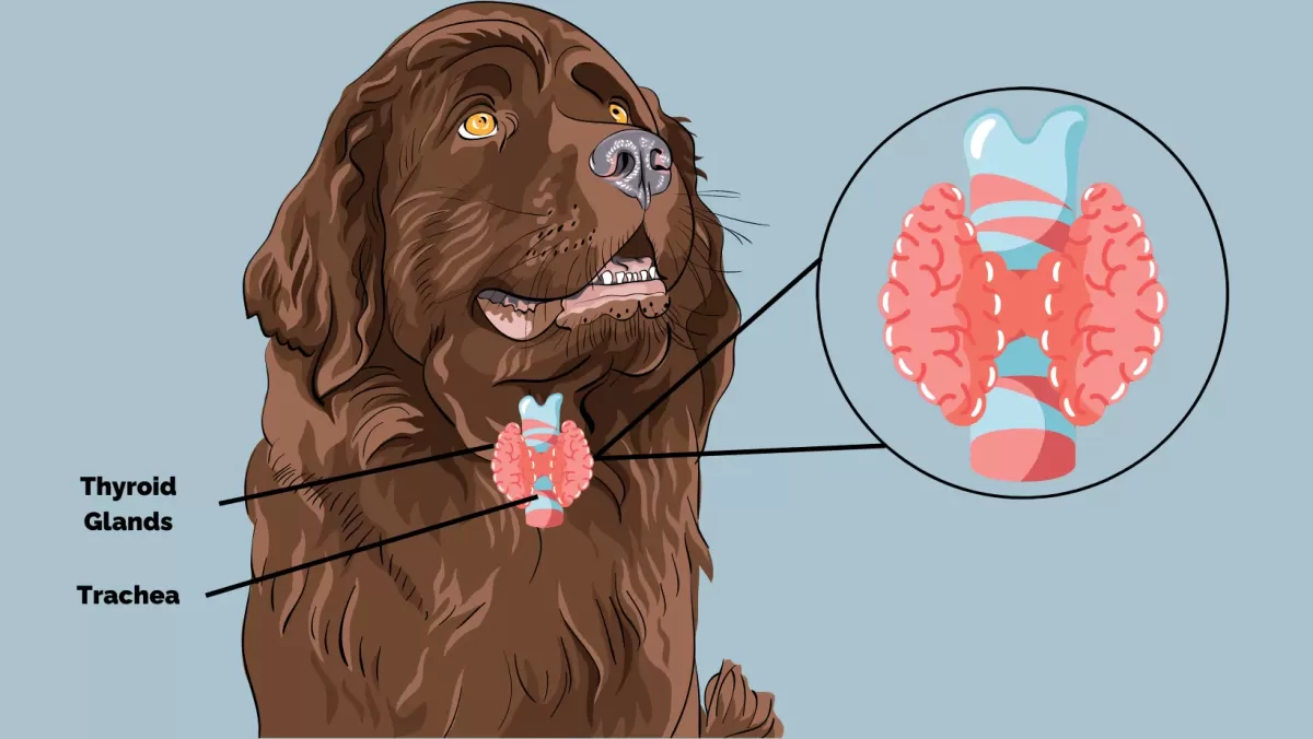 Canine Hypothyroidism