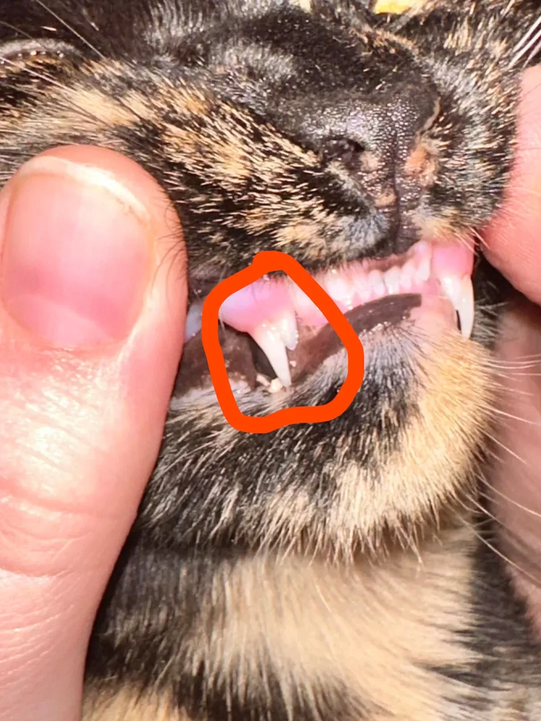 retained deciduous teeth in cats