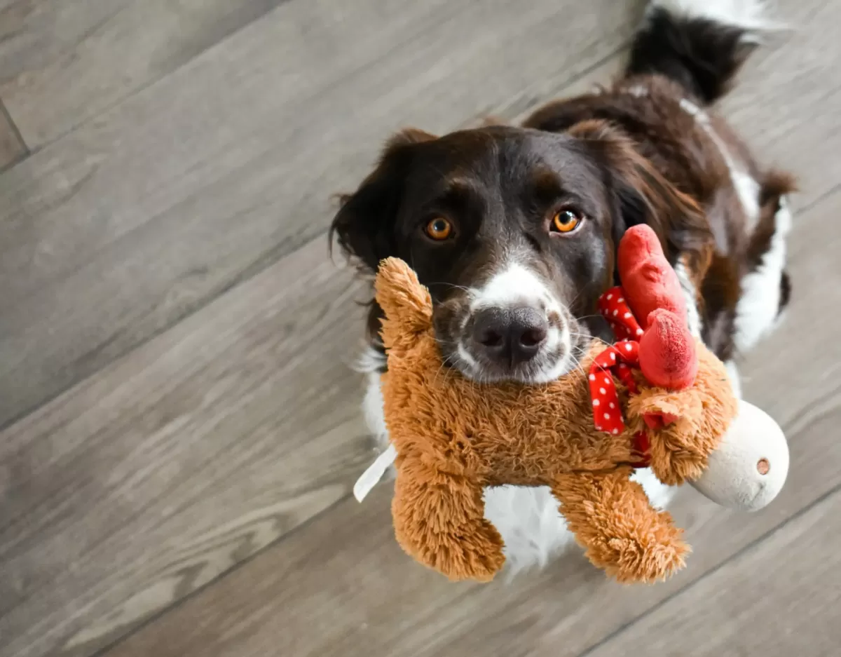 Canine Enrichment Toys