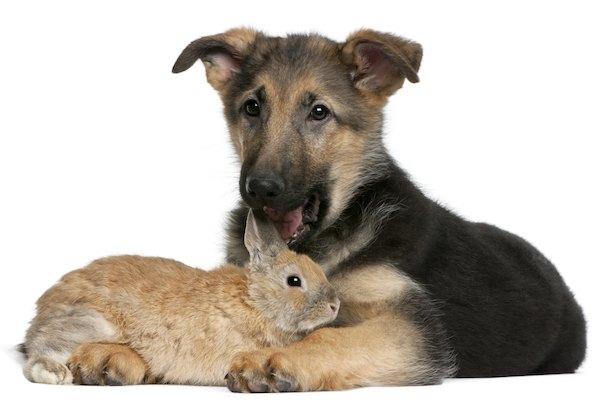 Do Dogs Get Along with Rabbits