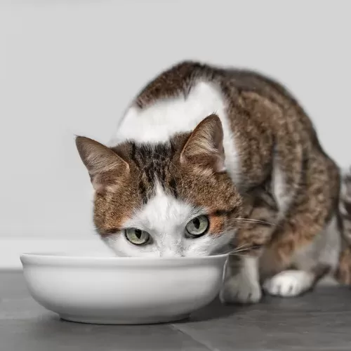 Feline Pancreatitis Diet