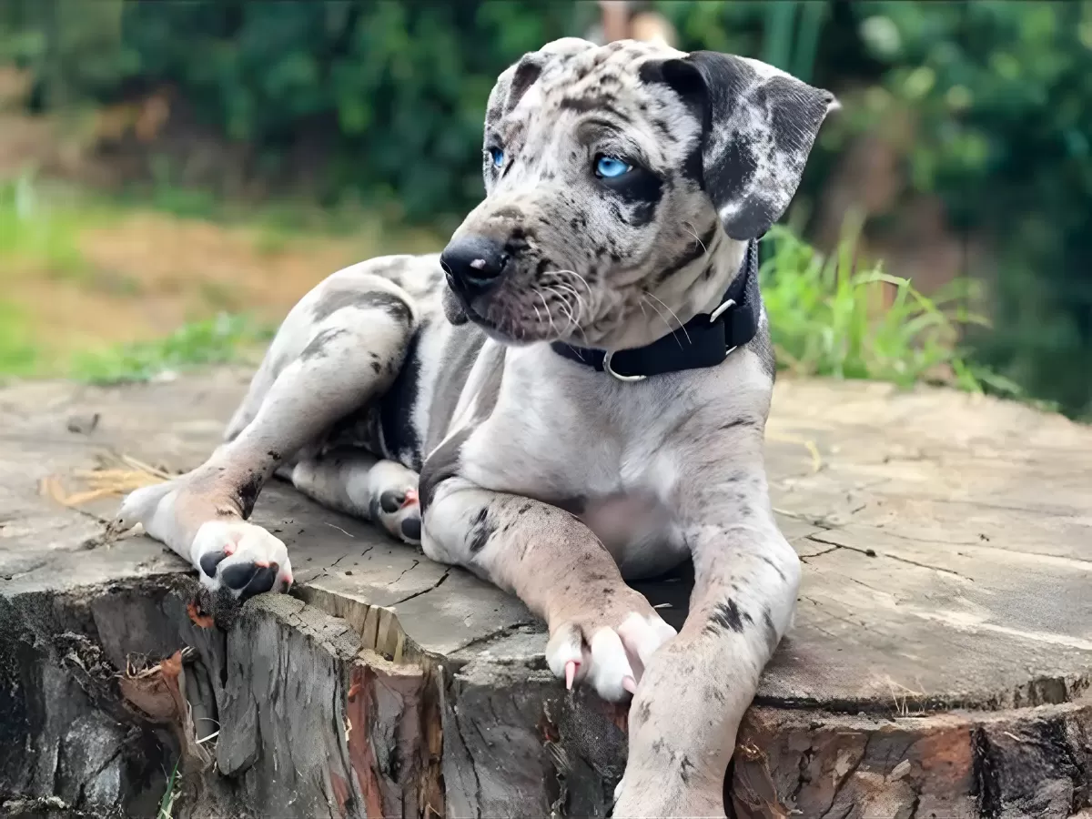 Catahoula Leopard Dog Lifespan