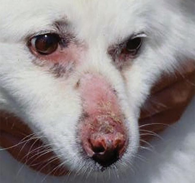 Canine Autoimmune Disease Symptoms