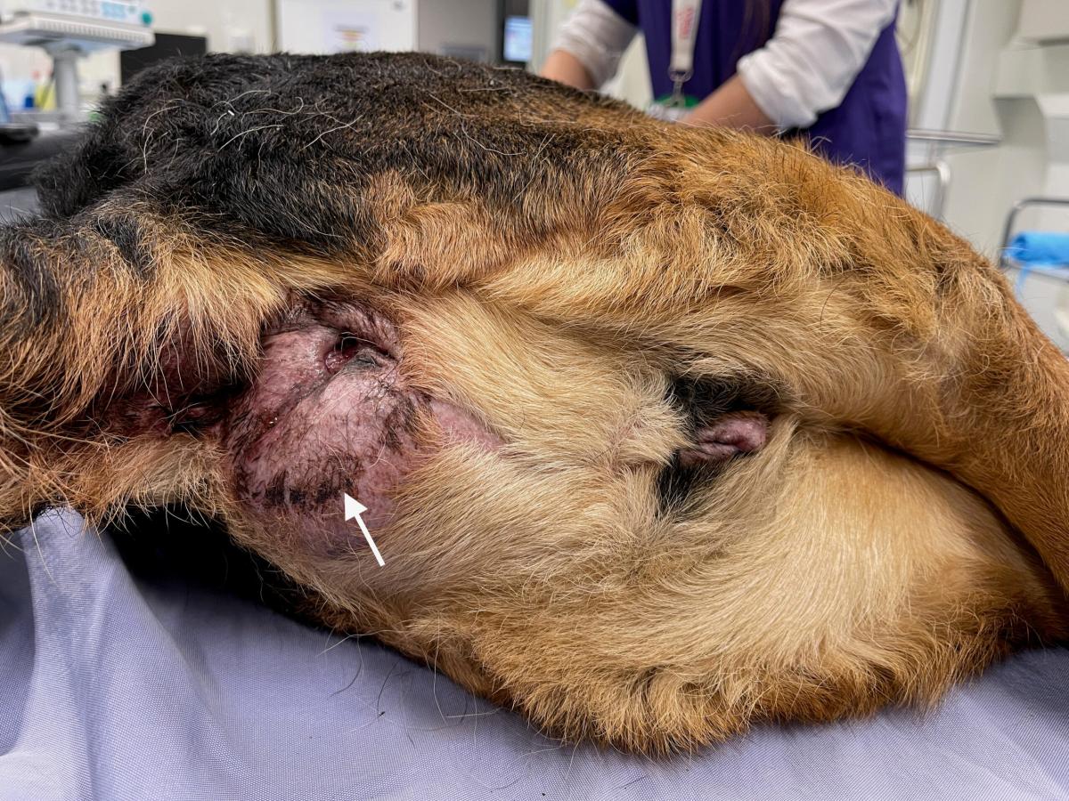 Canine Adenocarcinoma