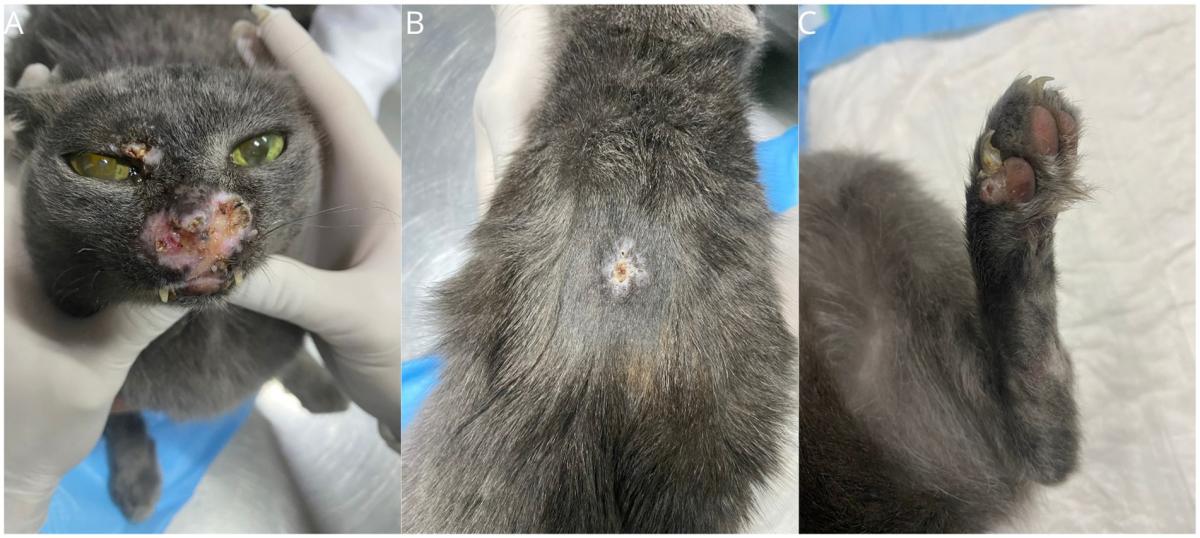 Feline Progressive Histiocytosis