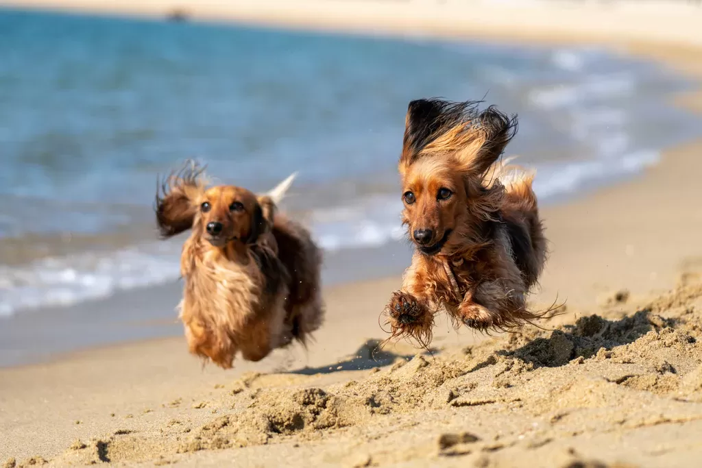 Dog Friendly Beaches in Florida​