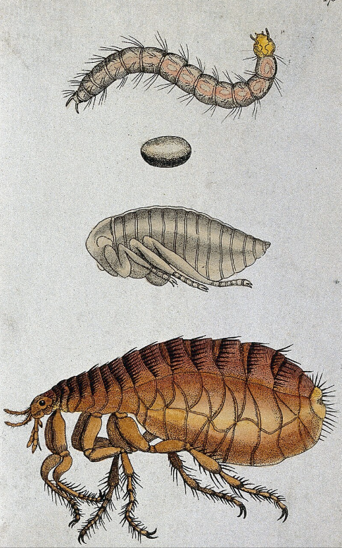  pulga (Ctenocephalides canis): adulto, pupa, huevo y larva